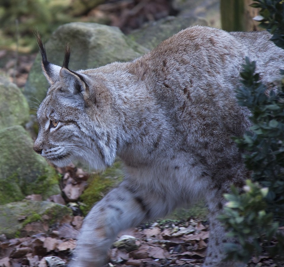 Stalking_Lynx_(5516764719).jpg