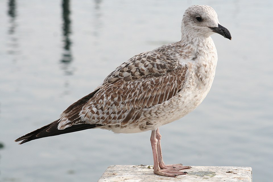 Young-Larus-2.JPG